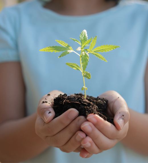 A person in a light blue shirt holds a small green plant with several leaves, rooted in dark soil, cupped gently in their hands.